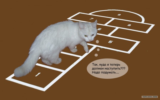 Отжабте моего кота