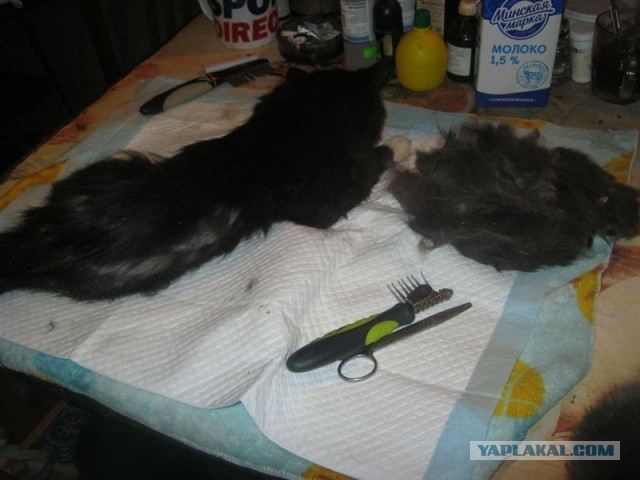 Жизнь домашнего приюта для котеек 312
