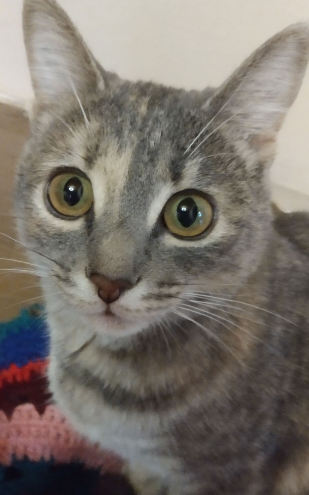 Котодед.