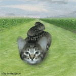 Welcome to Kitty City