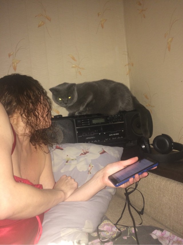 Картинки с котами и про котов