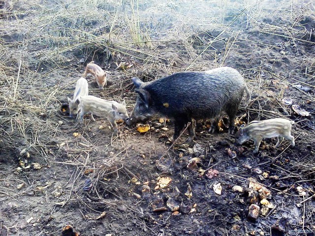 Сосед из леса - Дикий кабан Василий