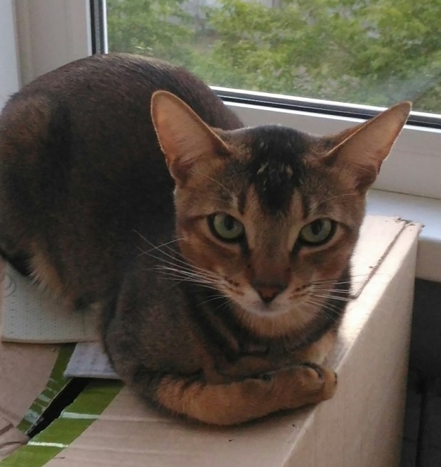 Котовторник же!