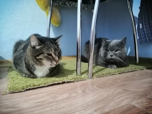 Хоба! Котовторник!