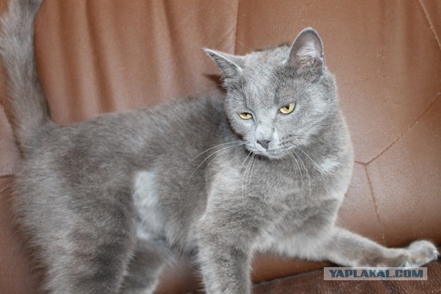 Жизнь домашнего приюта "Котоленд" 297