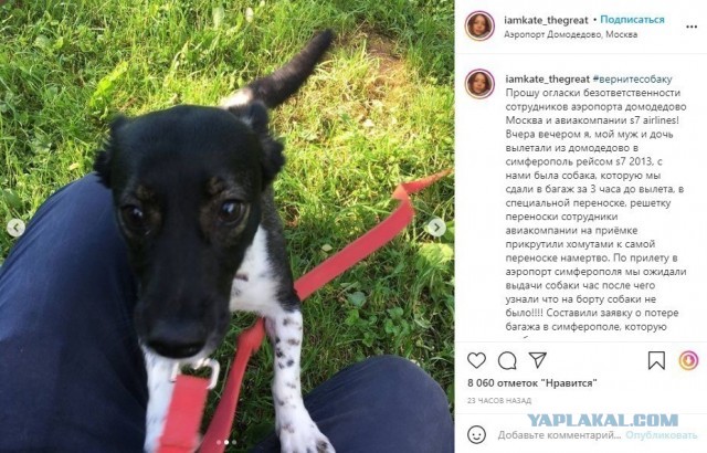 Сотрудники аэропорта Домодедово потеряли собаку, которая должна была лететь в Симферополь