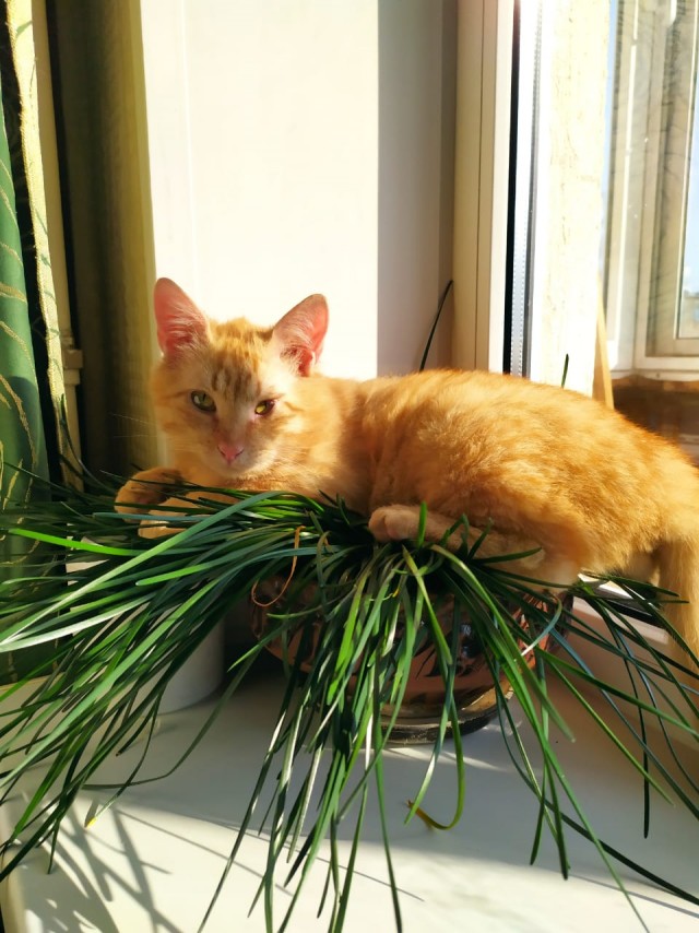 Котовторнику быть