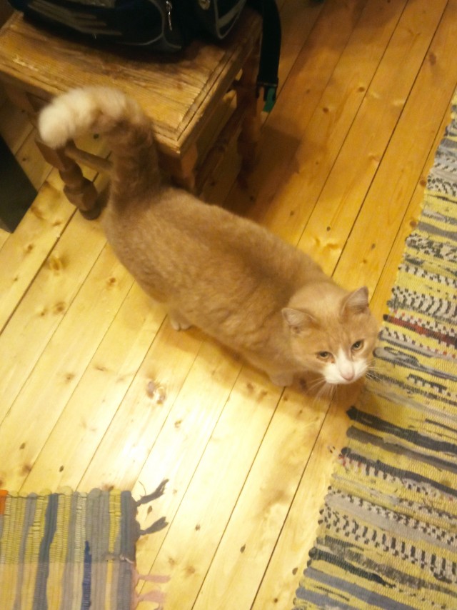 Кот падонаг