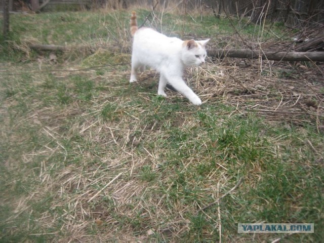 Жизнь домашнего приюта для котеек 389