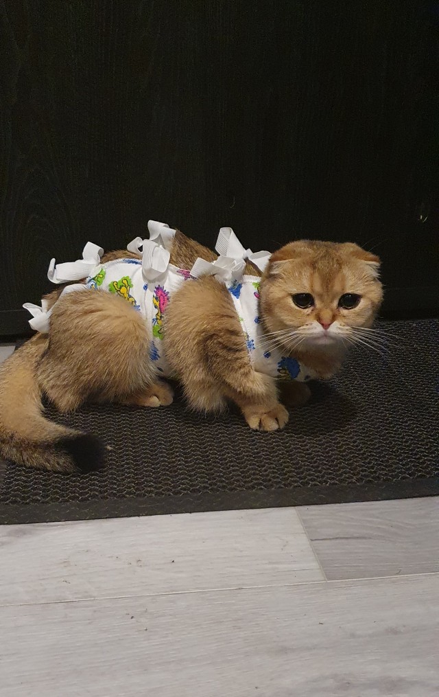 К котовторнику