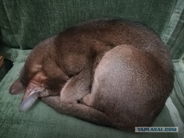 Даёшь котов в этот вторник!