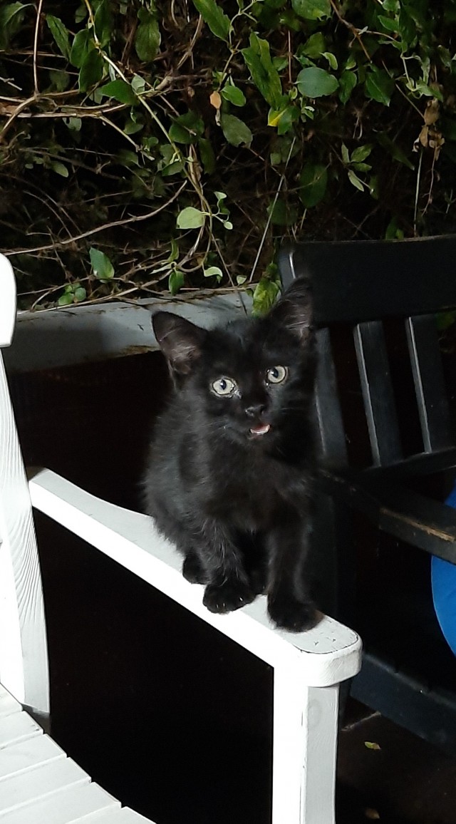 Начинаем котофторник?