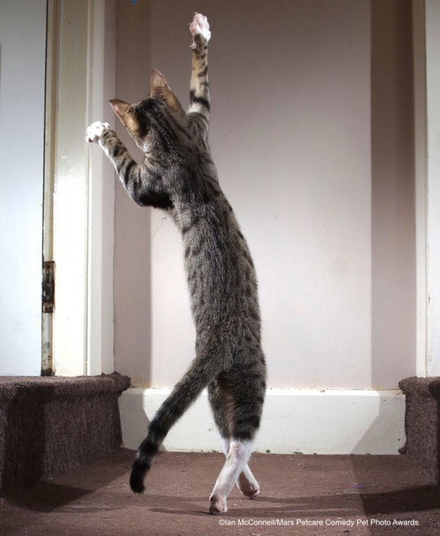 Comedy Pet Photo Awards 2020