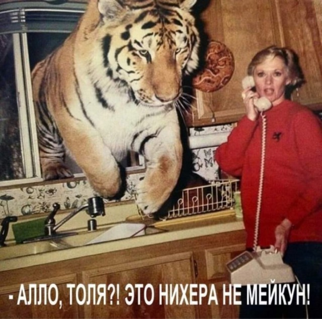 Оказывается размер котика не имеет значения