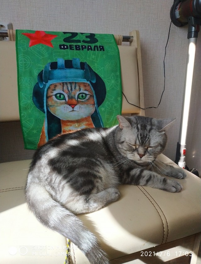 Котокартинки