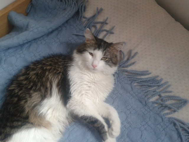 Котовторник 30.04.2013