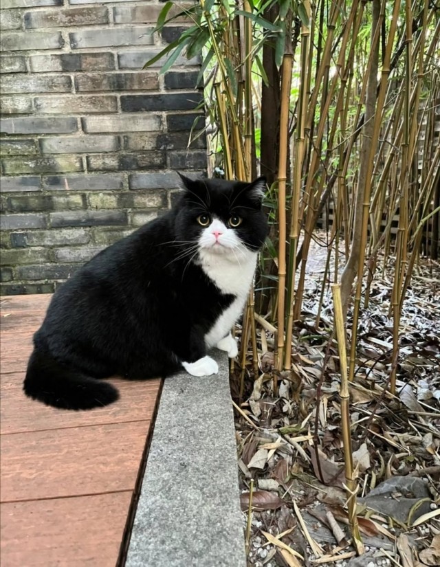 Эталон кота