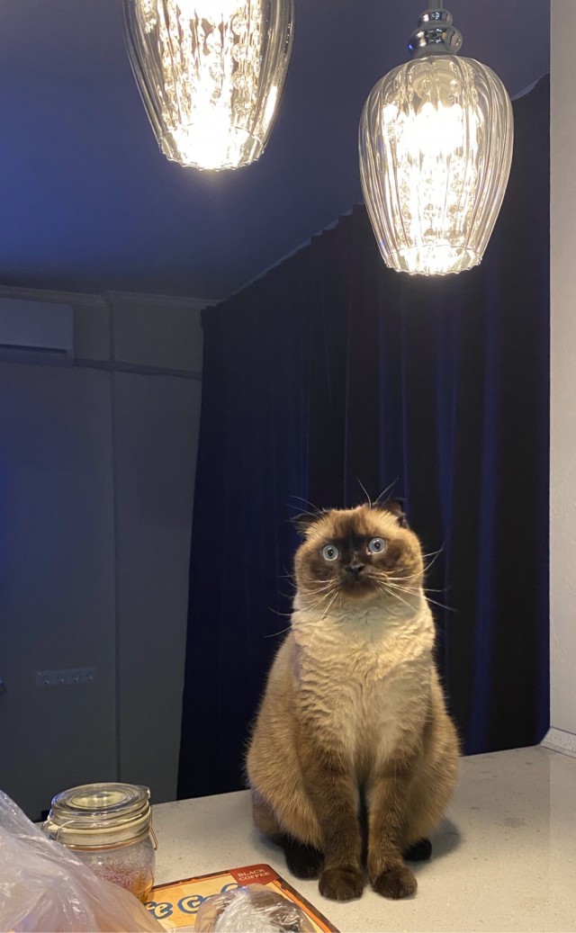 Котовторник