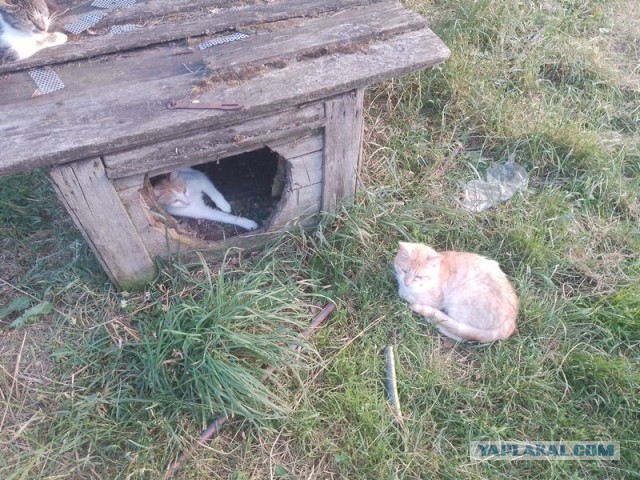 Жизнь домашнего приюта для котеек 502