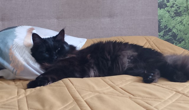 Мэйн-кун!  Котовторнику посвещается!