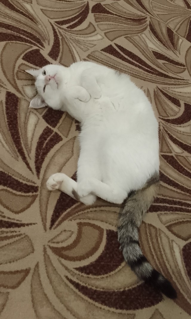 Как зовут вашего кота?