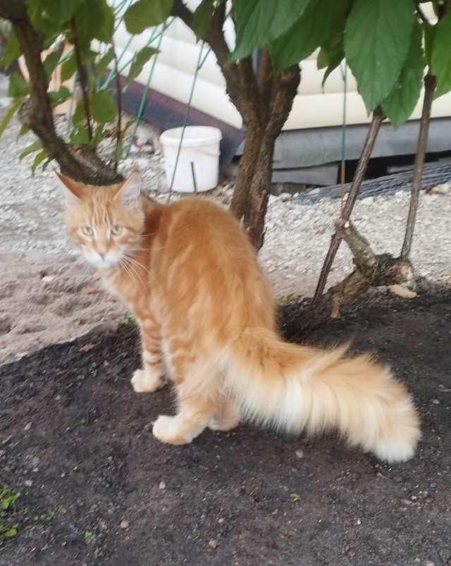 Принимайте в клуб! Котовторник же