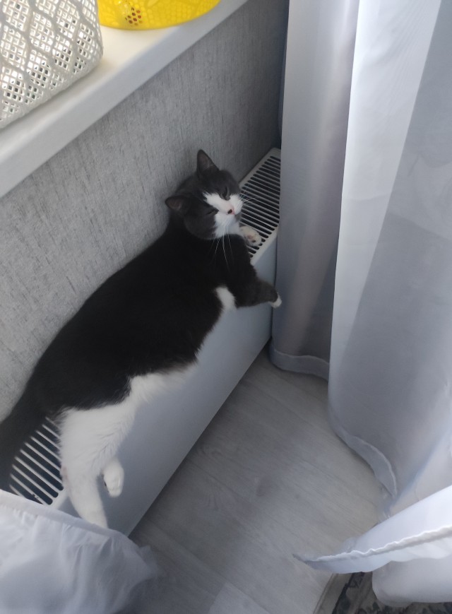 Поверья о кошках