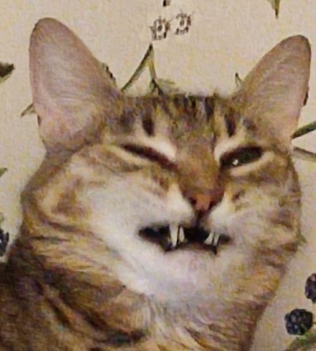 12 самых смешных котов в истории комического конкурса Comedy Pet Photography Awards
