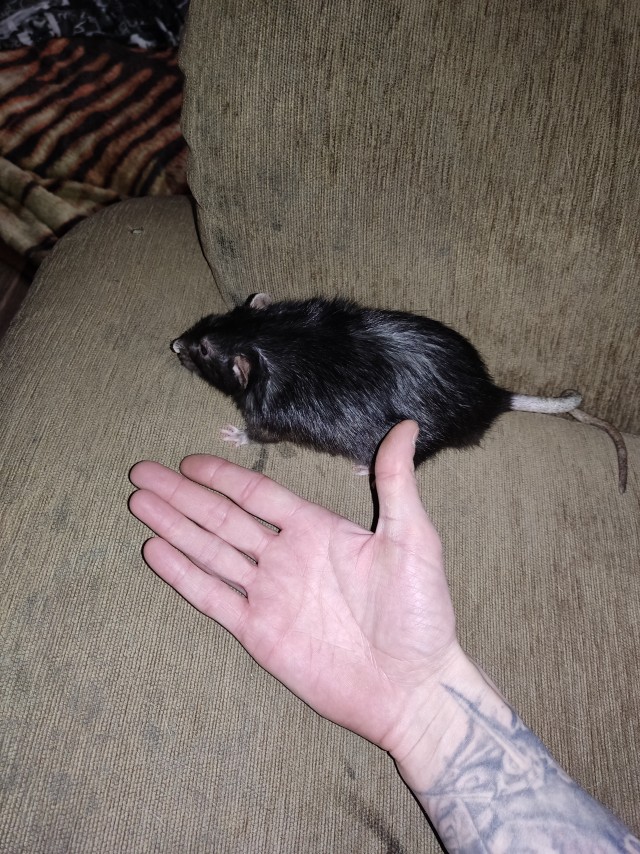 Чем кормить крысу?