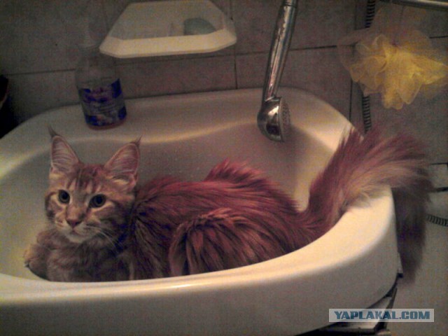 Немного о  Мейн Куне.