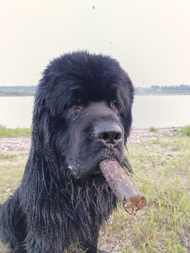 Собакочетверг же