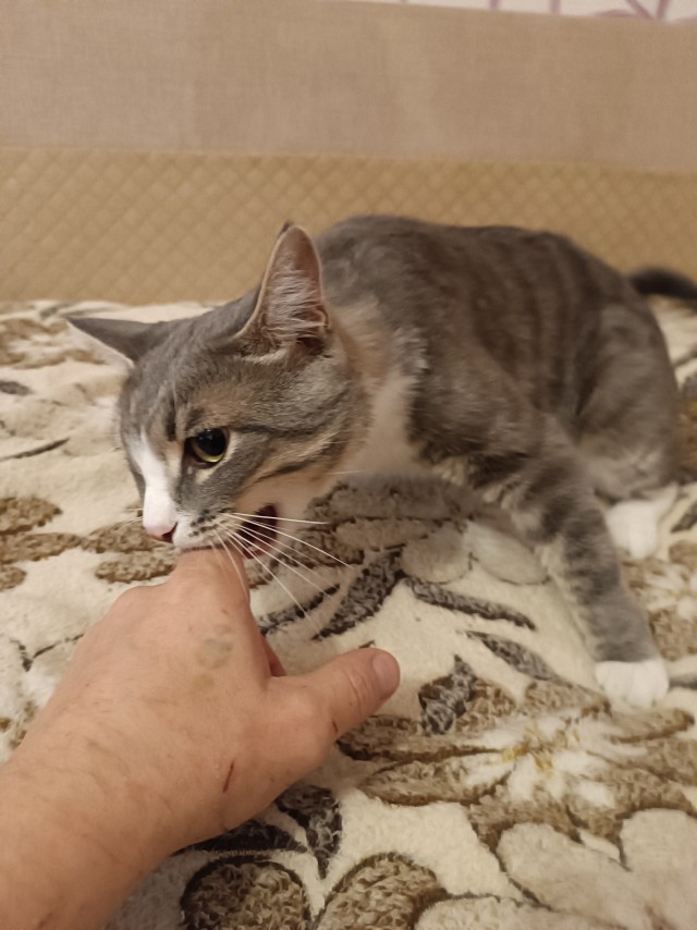 Принимайте в ряды которабов