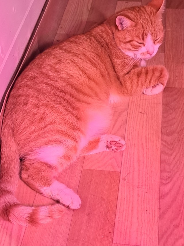 Котовторник. Где коты? Мой вот!