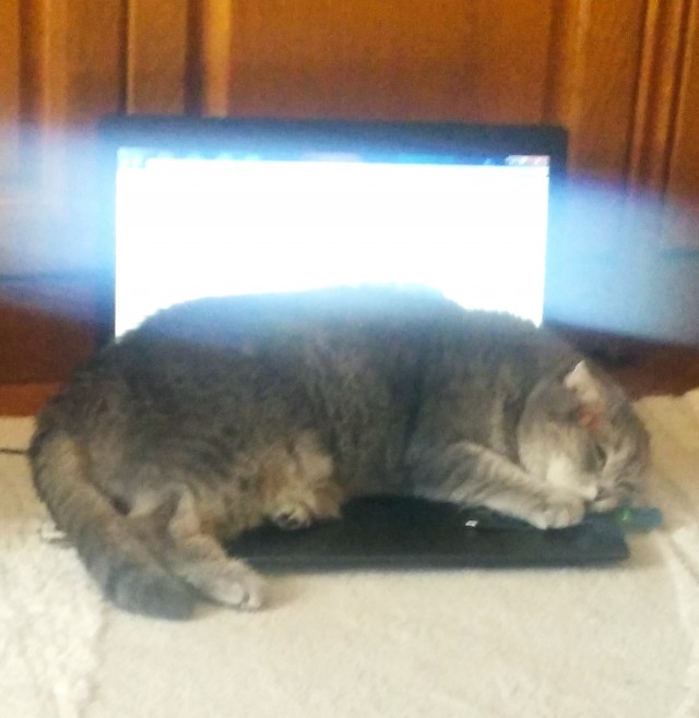 Котовторник 21.10.2025