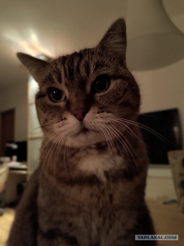 Котовторник 21.10.2025