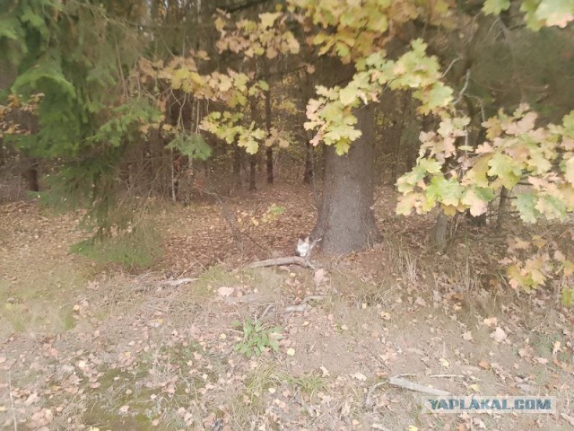 Жизнь домашнего приюта для котеек 561