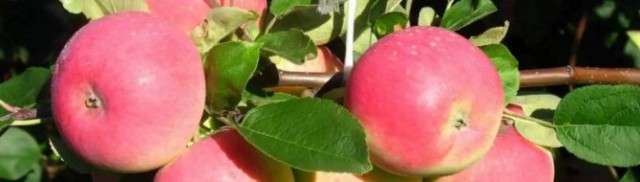 Ребенок от любовника - говорить мужу или нет? Обычная история с женского форума.