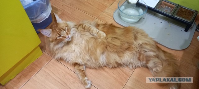 К котовторнику готов !