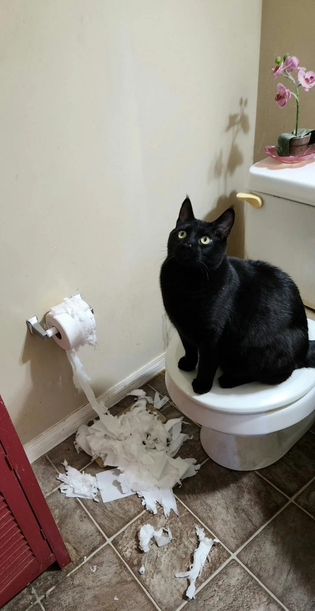 Дурацких фото котов тред