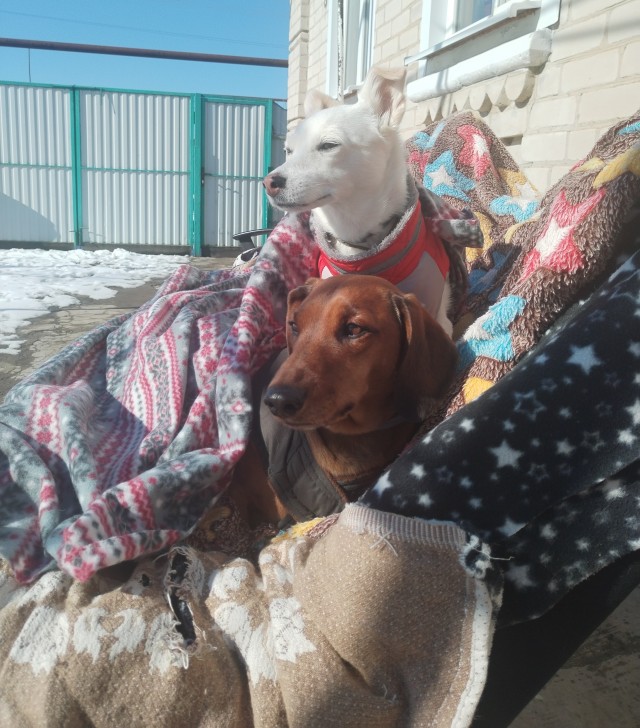 Собака-барабака.