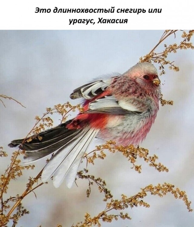 Птица, ешь!