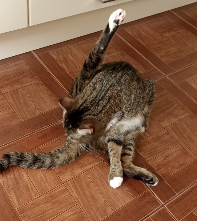 На котовторник. Моя Милка