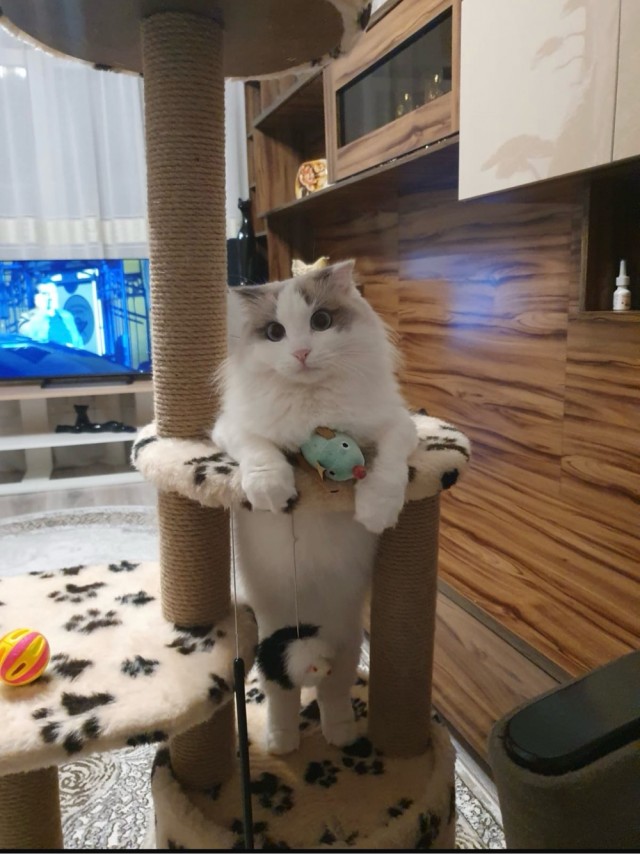 Очередной котовторник