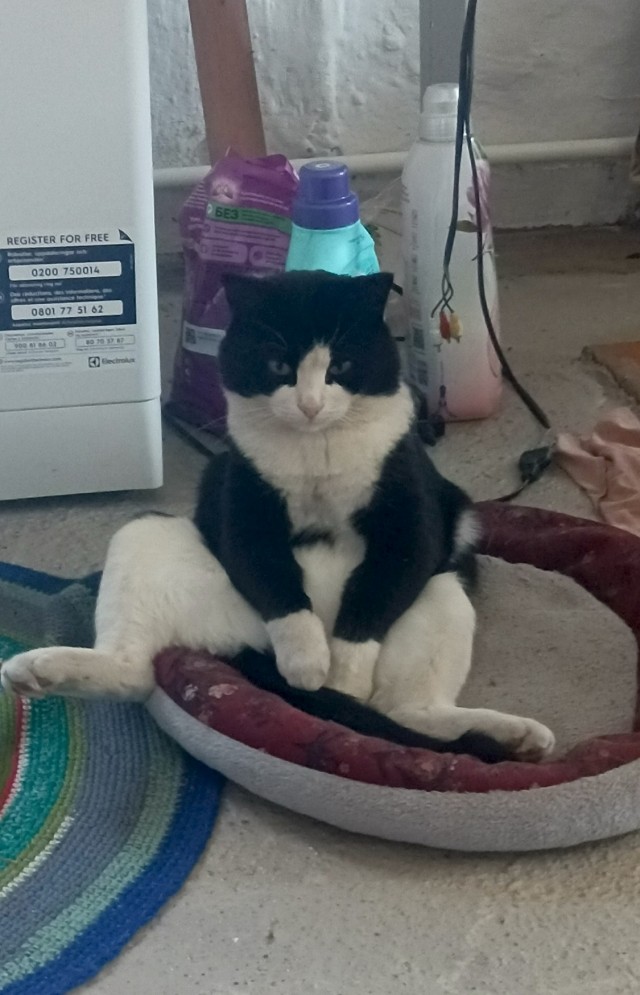 Котеек необычных псто