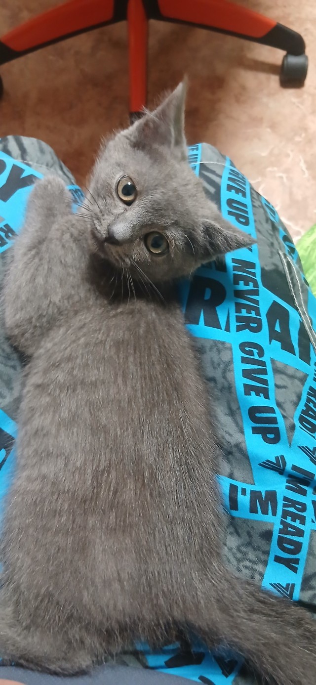 Я обрел хозяина.