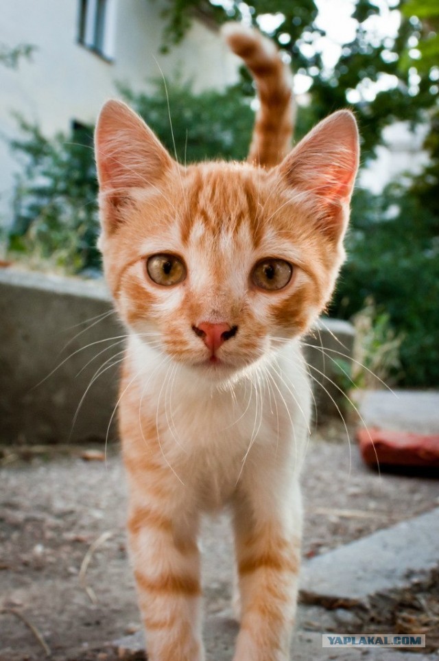 Коты Севастополя