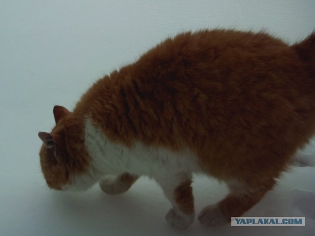 Котовторник  28.01.14