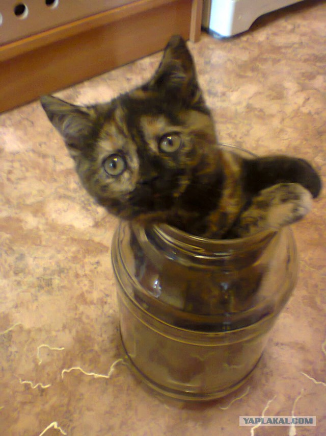 Коты ученых