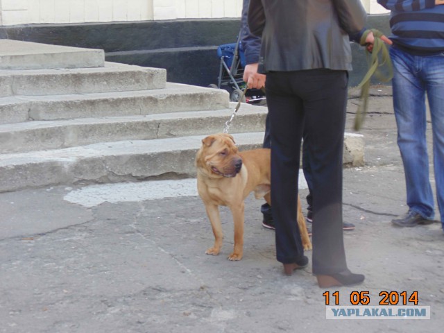 Подборка фото с референдума