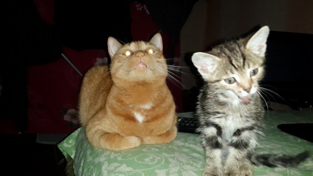 Котовторник 10.06.2014